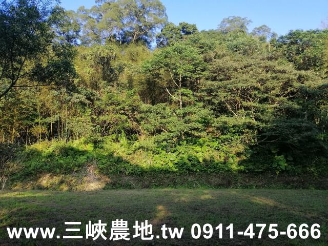 新北三峽農地-9