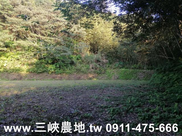 新北三峽農地-10