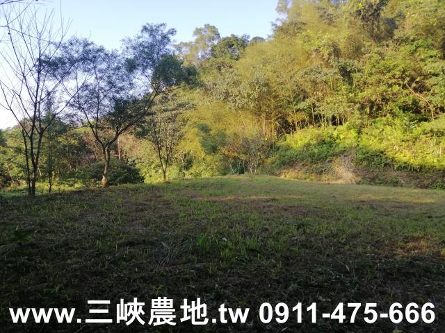 新北三峽農地-12