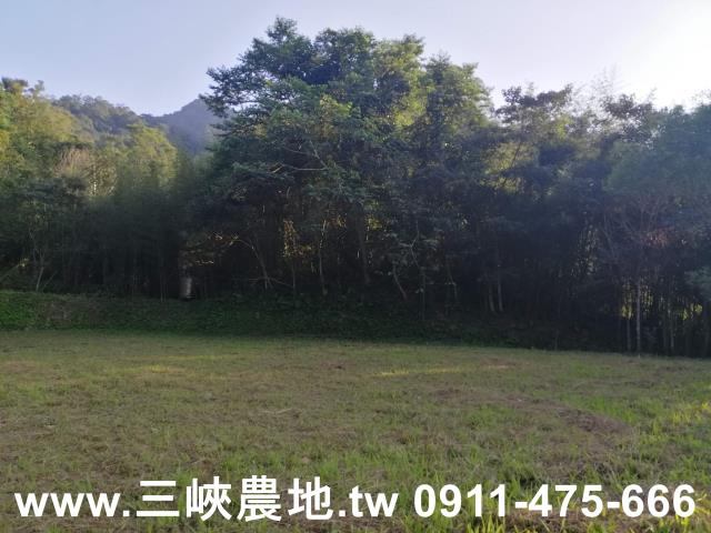 新北三峽農地-2