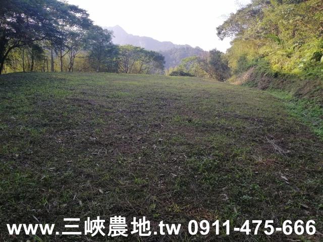 新北三峽農地-3