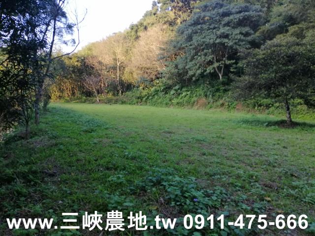 新北三峽農地-6
