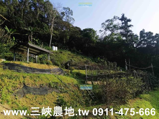 新北三峽農地-9