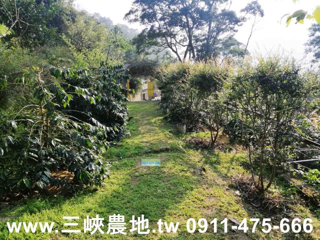 新北三峽農地-1