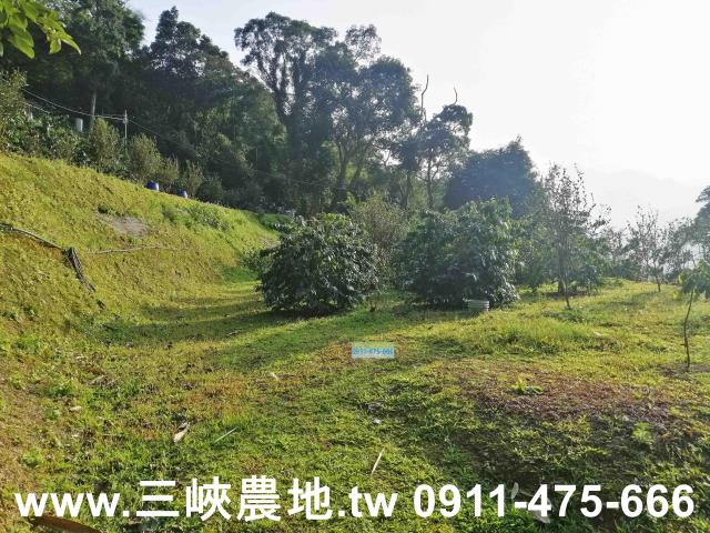 新北三峽農地-2