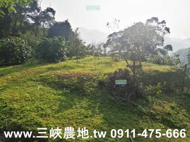 新北三峽農地-3