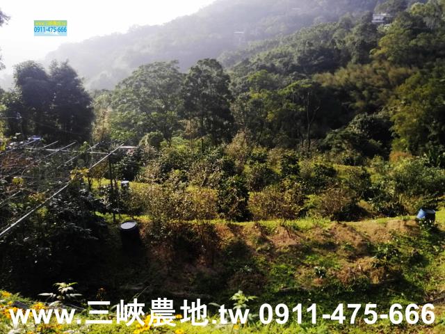 新北三峽農地-5