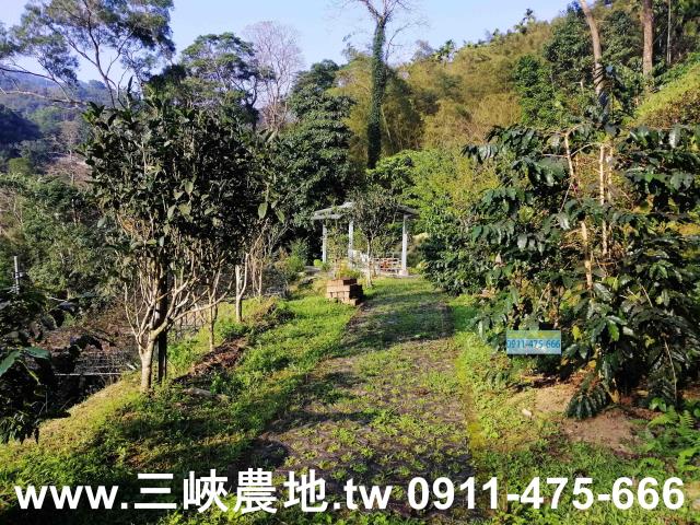 新北三峽農地-6