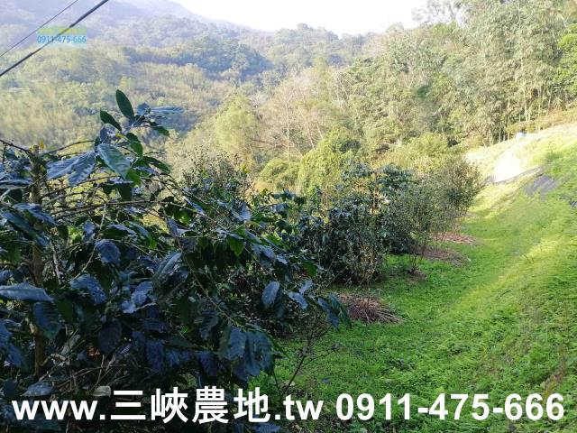 新北三峽農地-7