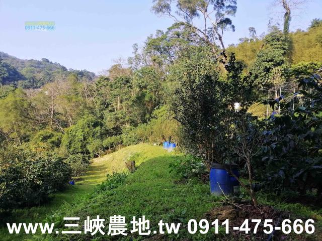 新北三峽農地-8