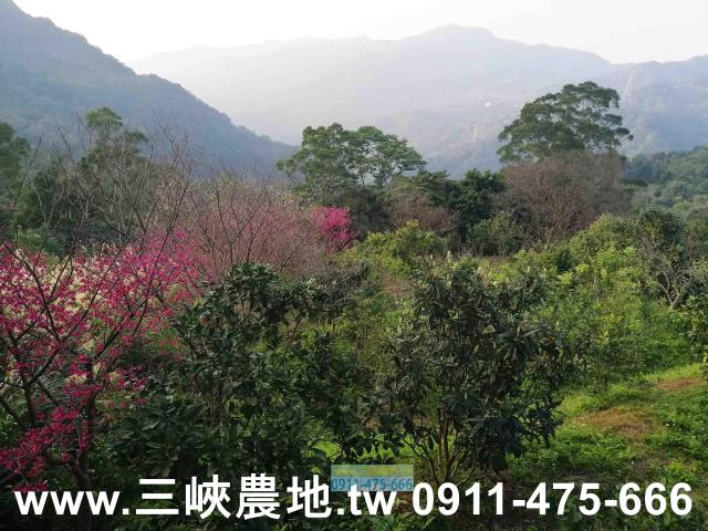 新北三峽農地-12