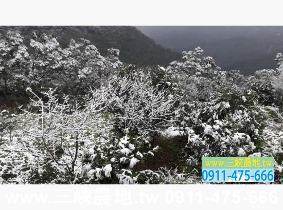 新北三峽農地-14