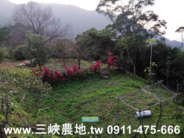 新北三峽農地-6