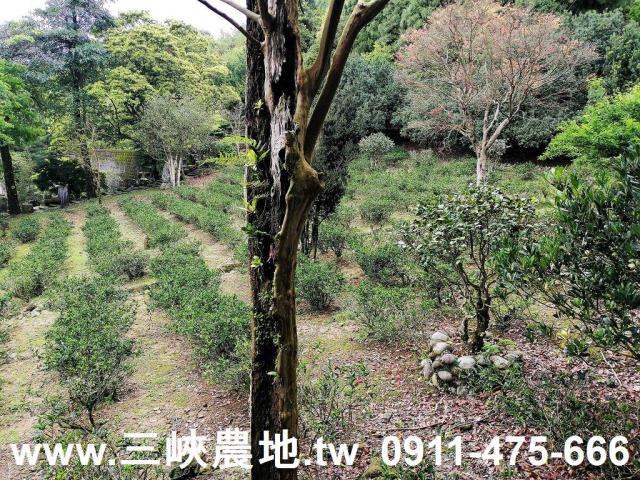 新北三峽農地-13