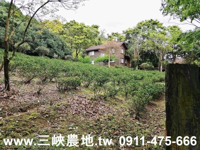 新北三峽農地-1