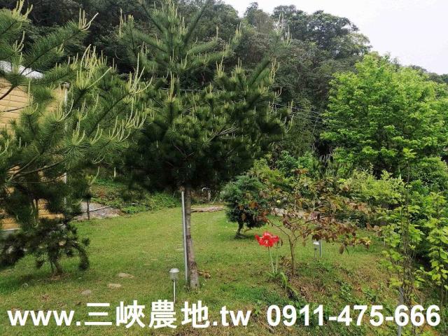 新北林地-1
